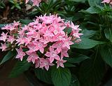 Pentas Pink